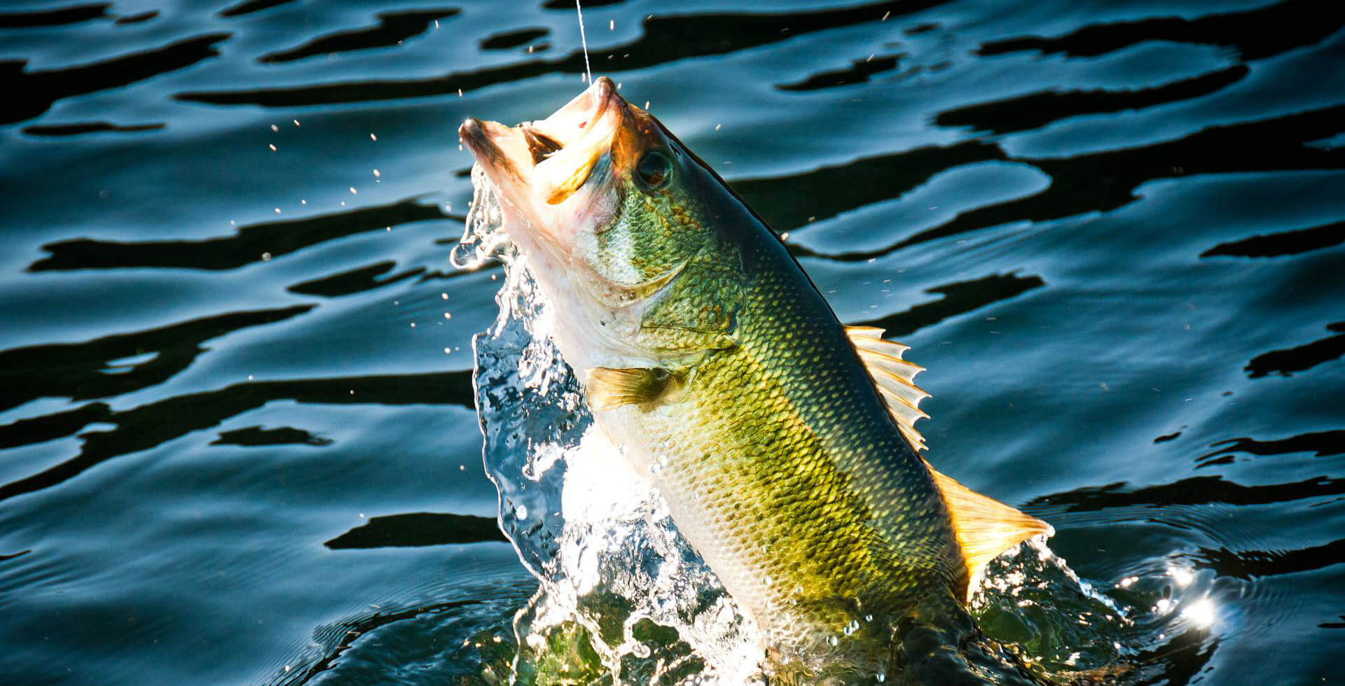 September Fishing Report Lake Seminole Fishing Guides