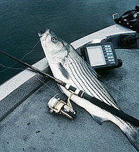 Hybrids and Striper Fishing on Lake Seminole