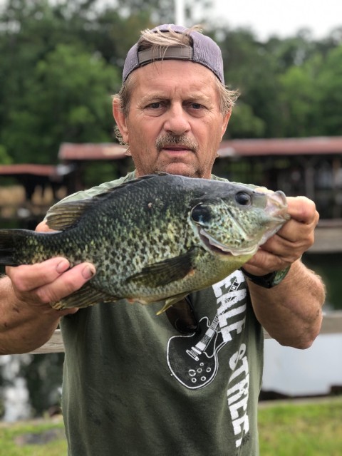 Shellcracker fishing in lake seminole