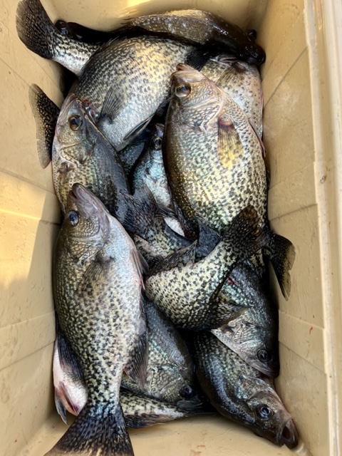 Crappie Fishing in Lake Seminole